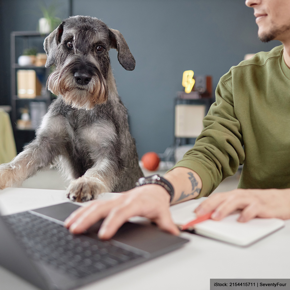 Wann darf der Hund ins Büro?